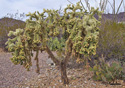 Opuntia bigelovii